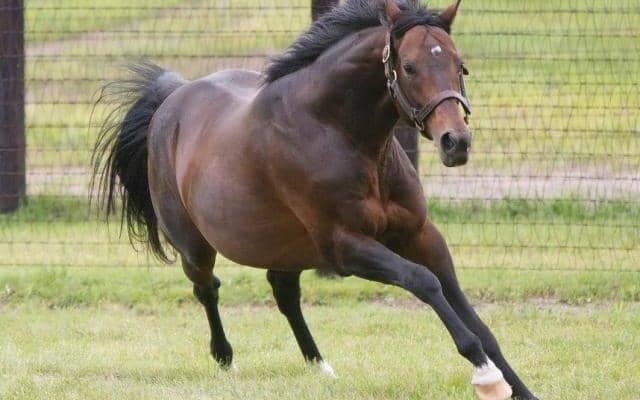 ディープインパクト産駒がJRA通算2200勝達成、種牡馬史上2頭目
