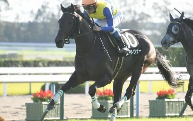 【七夕賞ハンデ確定】エアウィンザーは57kg、ジナンボーは56kg