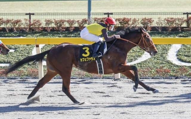【大井・JDD】カフェファラオが無敗での戴冠を狙う/ジャパンダートダービーの見どころ(地方競馬)