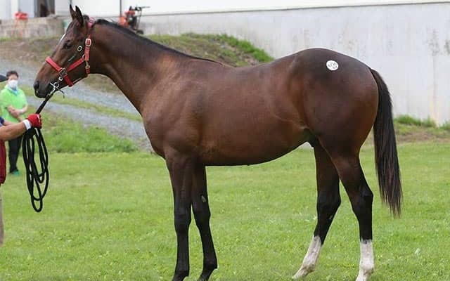 【生産地】八戸“奏”市場が開催　高額馬は出ず、コロナが大きく市場に影響/田中哲実コラム