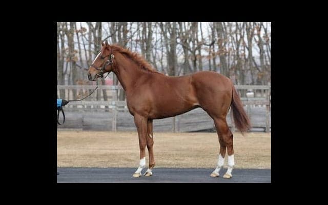 ラッキーライラックの弟グランメテオール。陣営はどう評価しているか