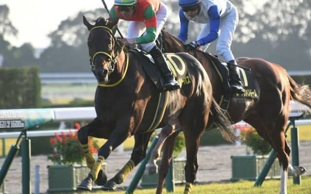 【七夕賞予想】マイネルサーパスの重賞初制覇に期待/JRAレース展望