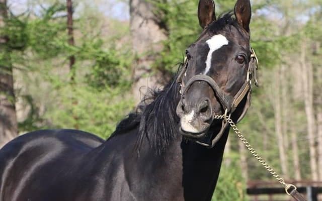 【セレクトセール2020】種牡馬別、落札者別の合計落札額まとめ　種牡馬首位はハーツクライ