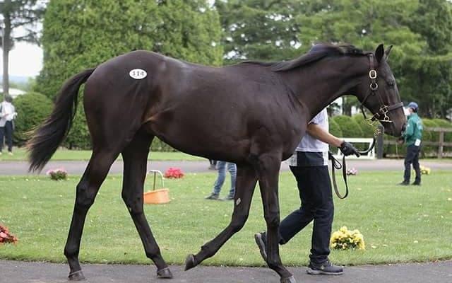 コロナ禍でも“大盛況”を見せた  今年のセレクトセール/田中哲実コラム