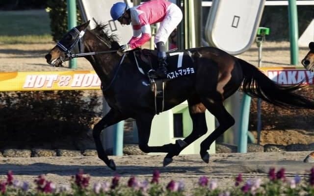 【浦和・プラチナC枠順確定】移籍2戦目ベストマッチョは2枠2番、13戦11勝ダノンレジーナは6枠6番