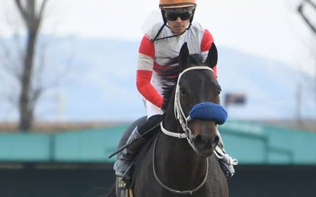 【先週のJRA抹消馬】オープン馬ダノンフェイス、サトノアラジン弟サトノケンシロウなど
