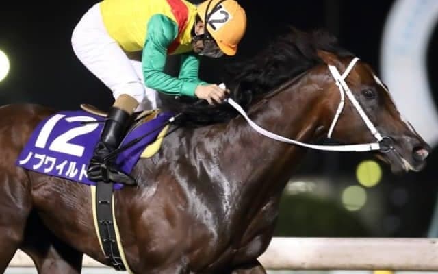 【習志野きらっとスプリント】連覇のノブワイルドに左海誠二騎手「頑張ってくれ頑張ってくれと言いながら追ってました」