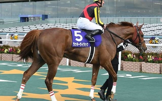 【次走】ラッキーライラックは札幌記念へ、鞍上は引き続きM.デムーロ騎手