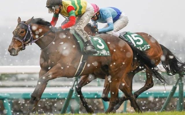 【クイーンS見どころ】フェアリーポルカが重賞3連勝を狙う