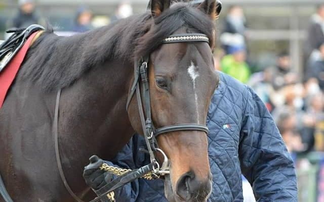 【先週のJRA抹消馬】根岸S覇者カフジテイク、日経新春杯2着馬レッドレオンなど