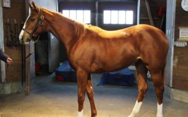 【門別競馬情報】11月3日「第1回JBC2歳優駿JpnIII」に直結！過去には高配当も続出の2歳H1重賞「第14回ブリーダーズゴールドジュニアカップ」/地方競馬情報