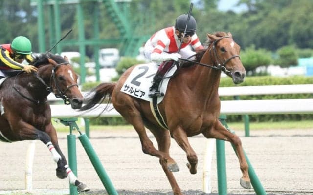 【新馬/新潟6R】ダイワメジャー産駒 サルビアがデビューV