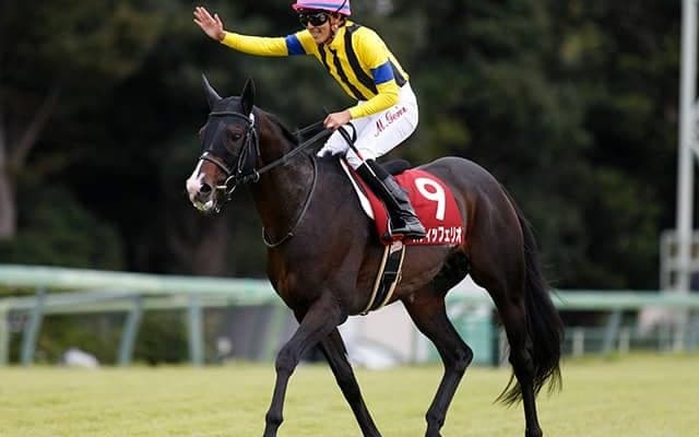 【JRA】スティッフェリオが屈腱炎で引退、乗馬に　今年の天皇賞・春で2着、重賞3勝