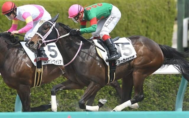 【次走】アイビスSD覇者ジョーカナチャンは北九州記念へ、鞍上は引き続き菱田裕二騎手