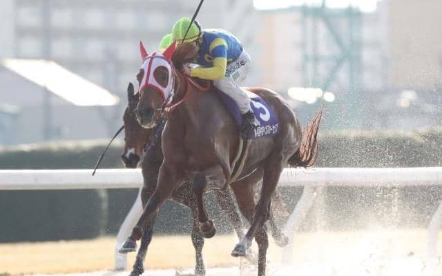 【湾岸スターC枠順確定】エムエスオープンは8枠9番、インザフューチャーは4枠4番