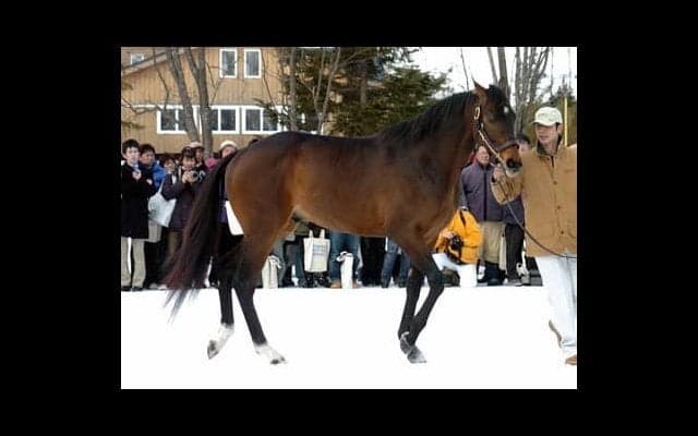 キングカメハメハの種牡馬界での存在感はディープインパクトを上回る
