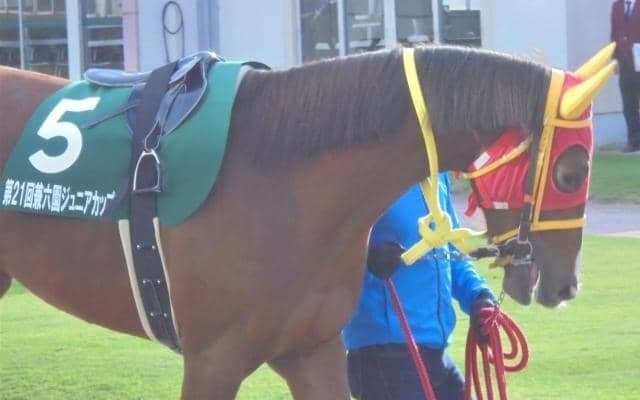 【ひまわり賞(オークス)予想】移籍2戦目ハイタッチガールの巻き返しなるか!?/NARレース展望