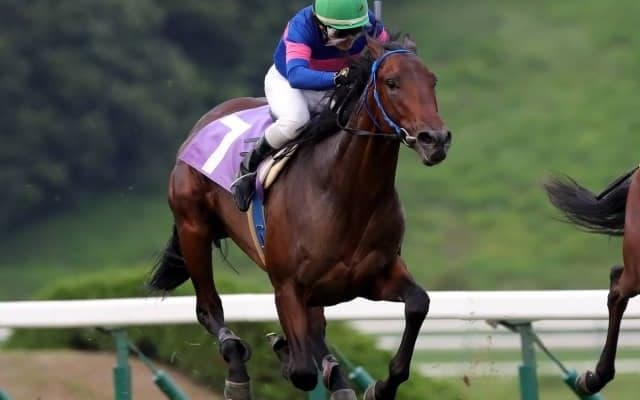 【盛岡・若鮎賞結果】エキストラエンド産駒マツリダスティールがデビュー2連勝