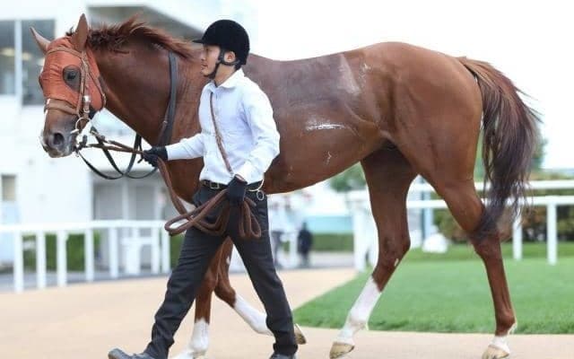 【札幌記念展望】夏競馬最大のレース、あの馬の巻き返しを期待したい