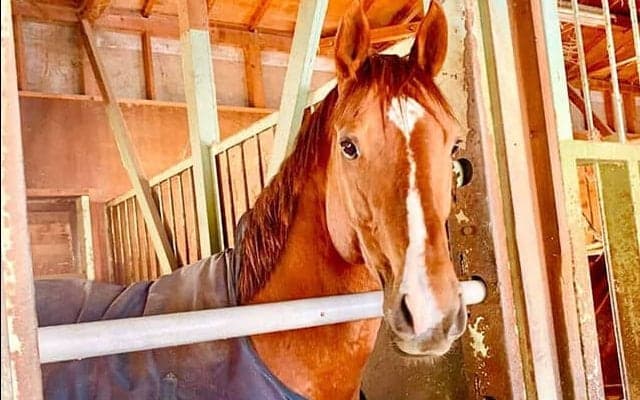 “乗馬だけじゃない” 引退後の選択肢を増やすために…