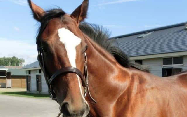 【本日の注目ポイント】ゴールドドリーム半妹のデビュー戦、全馬連闘の小倉1Rなど