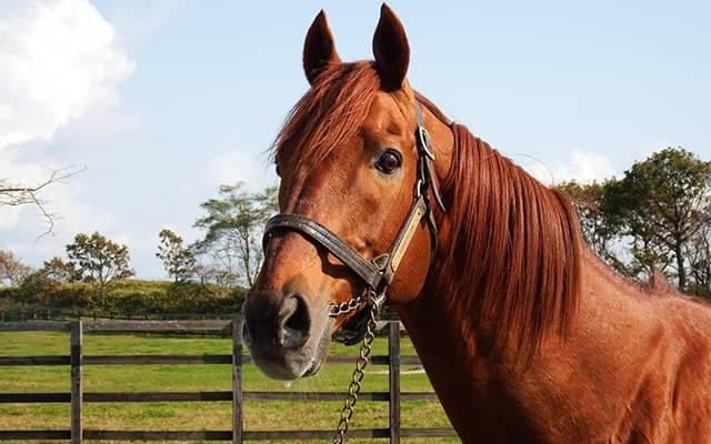 【新潟8R・3歳上1勝結果】ローエングリン産駒マリノスピカが単勝230.3倍で勝利