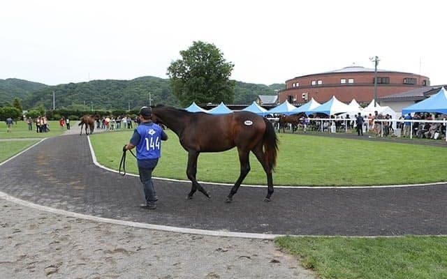 【セレクションセール2020】近親に米G1馬がいるディープインパクト産駒、キングカメハメハ産駒などが上場/注目馬・牝馬編