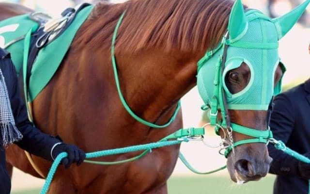 【建依別賞レース予想】高知の大将格を子ども扱いしたダノングッドが中心/NARレース展望