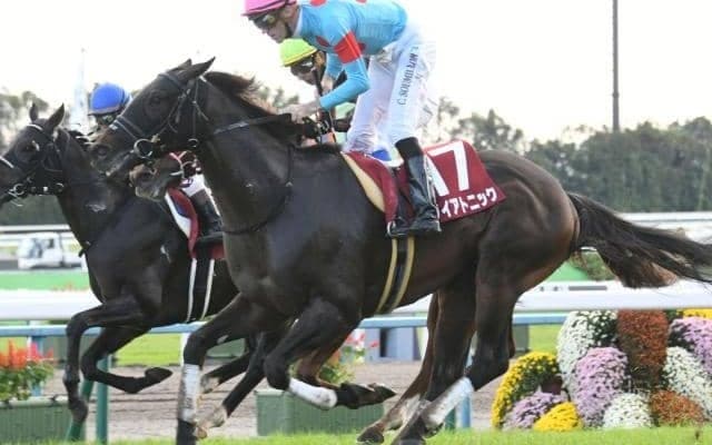 GIIIキーンランドC＆新潟2歳Sに注目/今週の競馬界の見どころ