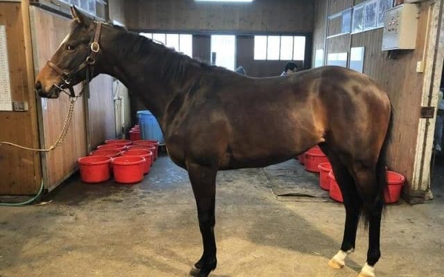 【新潟2歳S見どころ】ディープインパクト産駒シュヴァリエローズが人気の中心か