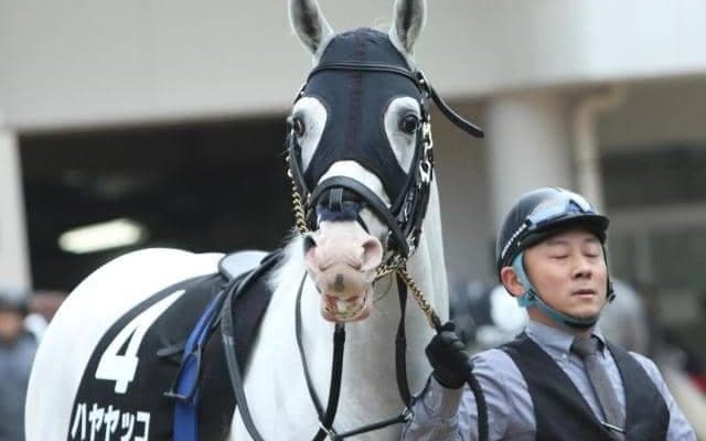 【BSN賞ハンデ確定】ハヤヤッコは56.0kg、ハイランドピークは57.0kg