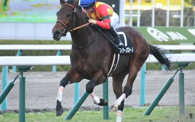 【キーンランドC】フルゲート16頭に21頭の登録　2頭が朱鷺S、2頭が自己条件にも/出走馬決定順
