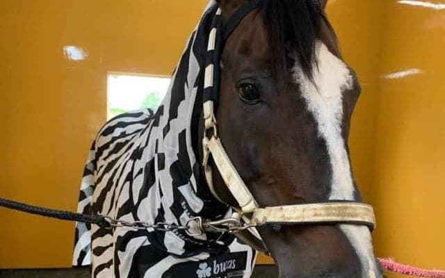 引退馬たちの牧場、ヴェルサイユリゾートファーム　大物が続々と仲間入り