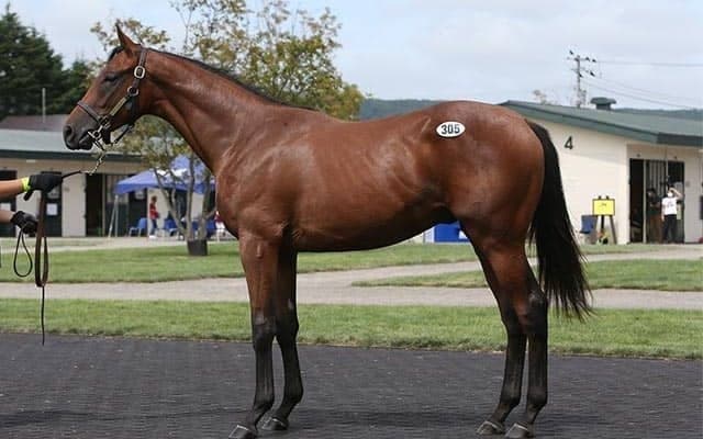 今年の北海道市場、コロナ禍でも大きな活況を見せる/田中哲実コラム