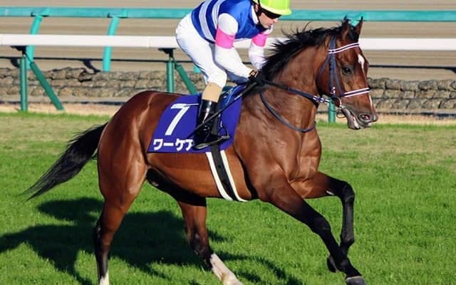 【新潟記念想定】重賞3勝馬カデナ、3歳馬ワーケア、中日新聞杯覇者サトノガーネットなど19頭