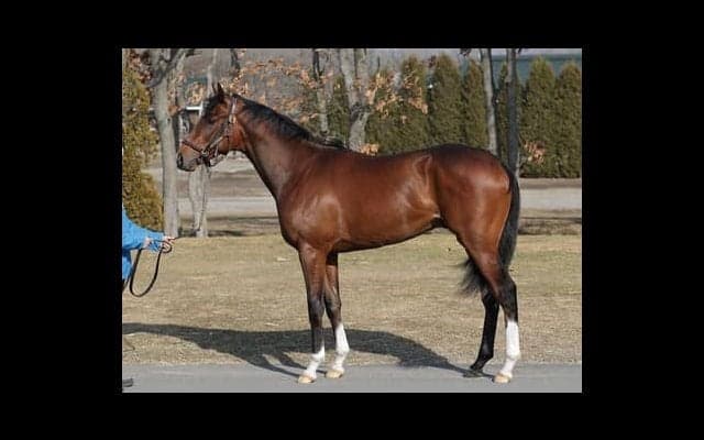 名牝シーザリオが送り出す新スター候補、ルペルカーリアの可能性