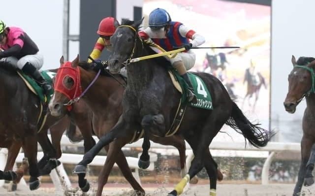 【園田オータムT】ダービー2着ステラモナークは8枠9番、ガミラスジャクソンは7枠7番