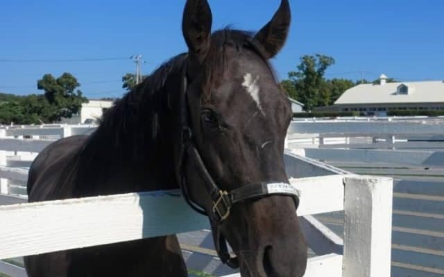 【札幌2歳S見どころ】リオンディーズ産駒ピンクカメハメハらが登場