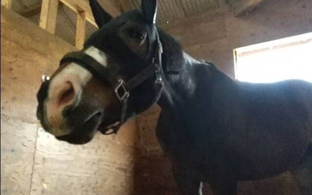 デビュー叶わず引退となった全盲の元競走馬