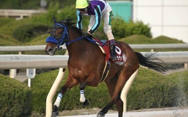 【園田オータムトロフィー予想】坂路でトモがパワーアップしたステラモナーク/NARレース展望