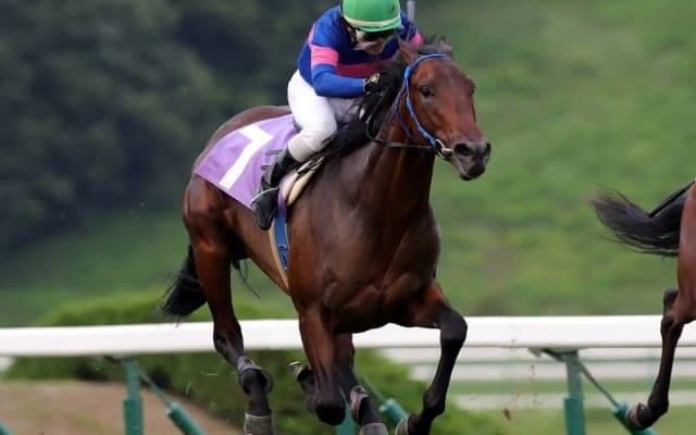 【ビギナーズC】エキストラエンド産駒マツリダスティールは5枠5番、グランプリボス産駒リュウノシンゲンは2枠2番