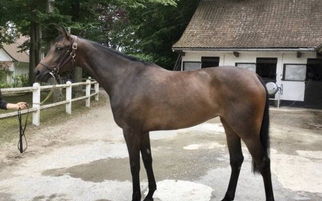 【海外競馬】THE EUROPEAN JOURNAL