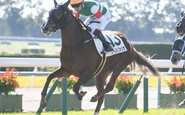 【本日の注目ポイント】ピンクカメハメハら出走の札幌2歳S、新潟ではディープインパクトの姪が初陣