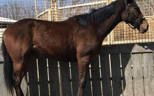 【札幌2歳Sレース予想】レースぶりも時計も優秀なウインルーア/JRAレース展望