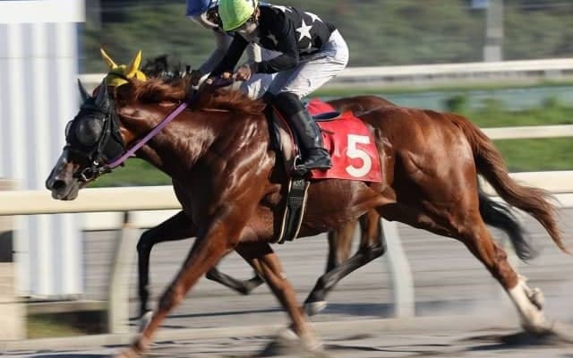 【黒潮菊花賞レース予想】高知三冠最終戦！レインズパワー、リワードアヴァロン、フルゴリラの好メンバー/NARレース展望