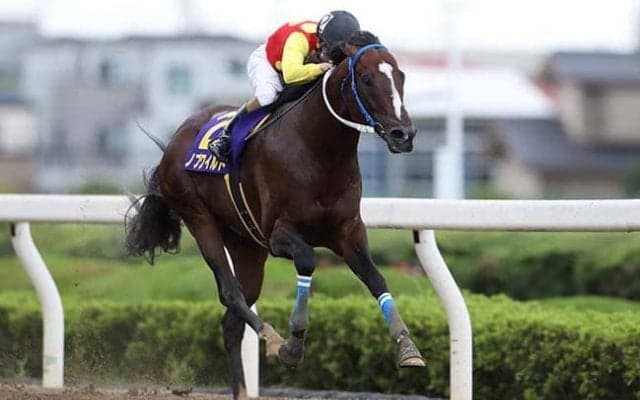 【浦和・テレ玉杯オーバルスプリント】ノブワイルド3連覇はラクじゃない!? サヴィ、ベストマッチョに注目の理由は？