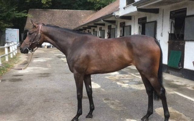 【海外競馬】モシモシは伸びしろ十分！ヴェロン「走ってきそうな感触」