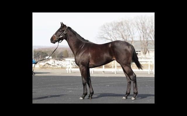 ダービー馬の全弟アルマドラード。厩舎スタッフが「さすが」と感嘆