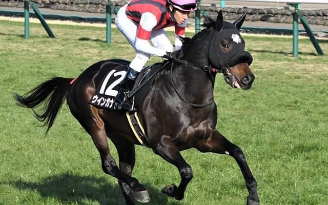 【先週のJRA抹消馬】重賞2着馬マイネルサージュ・ウインガナドル、若駒S2着マイハートビートなど