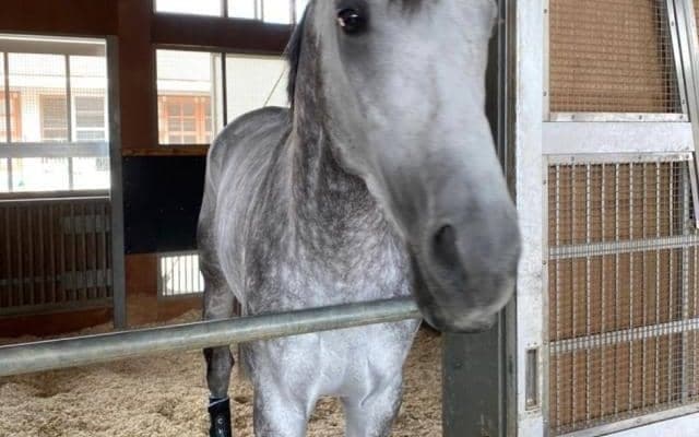 オメガパフューム、JBCクラシックに向けて栗東帰厩/栗東トレセンニュース